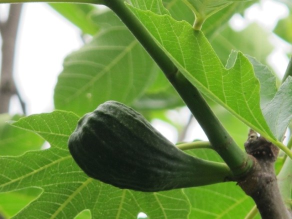 Vico Pancellorum 20120605-072710.jpg