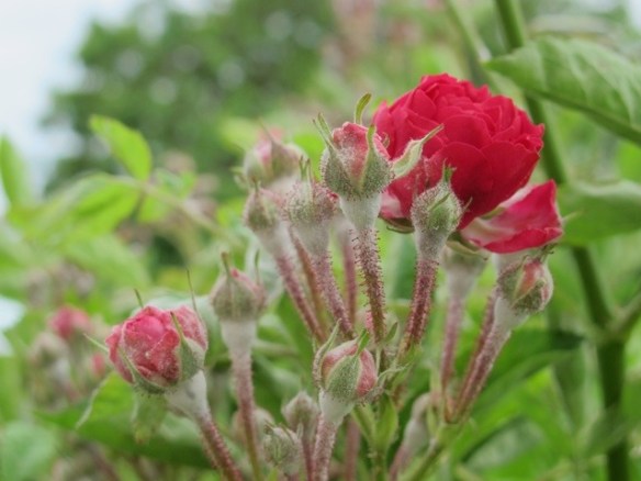 Vico Pancellorum 20120605-072735.jpg