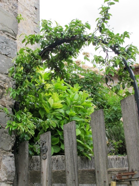 Vico Pancellorum 20120605-073045.jpg