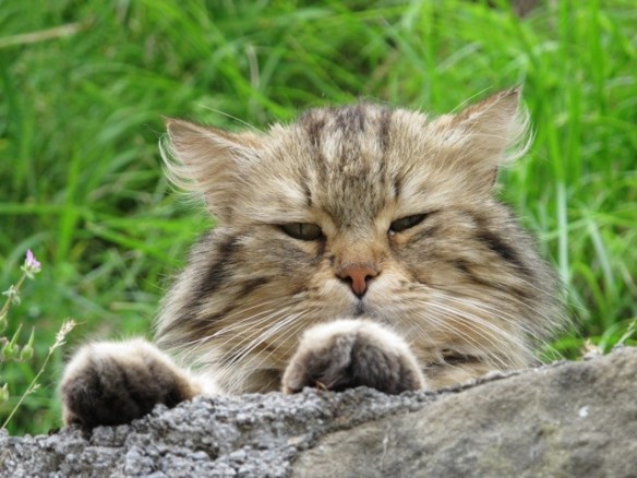 Vico Pancellorum 20120605-073144.jpg