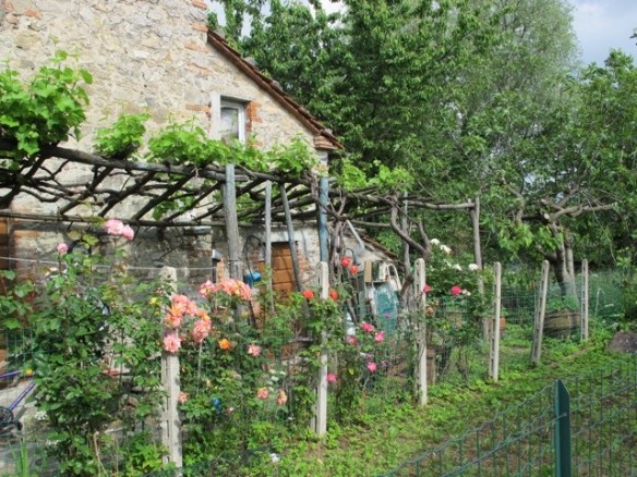 Vico Pancellorum 20120605-073407.jpg