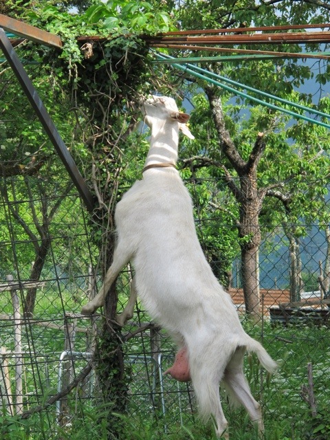Vico Pancellorum 20120605-073443.jpg