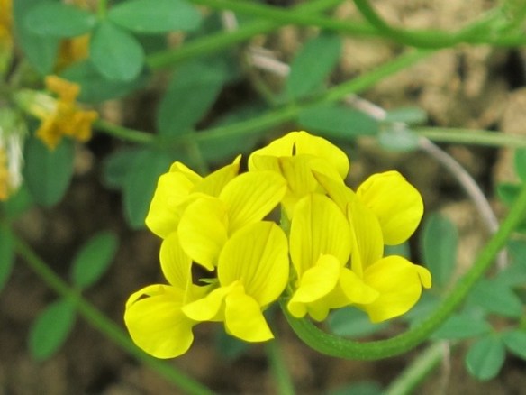 Vico Pancellorum 20120605-073700.jpg