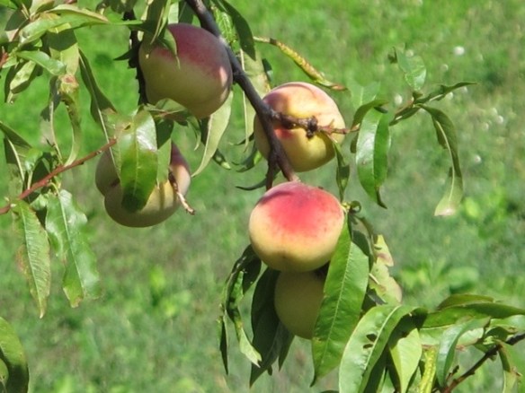 Vetteglia Bagni di Lucca 20120921-045227.jpg