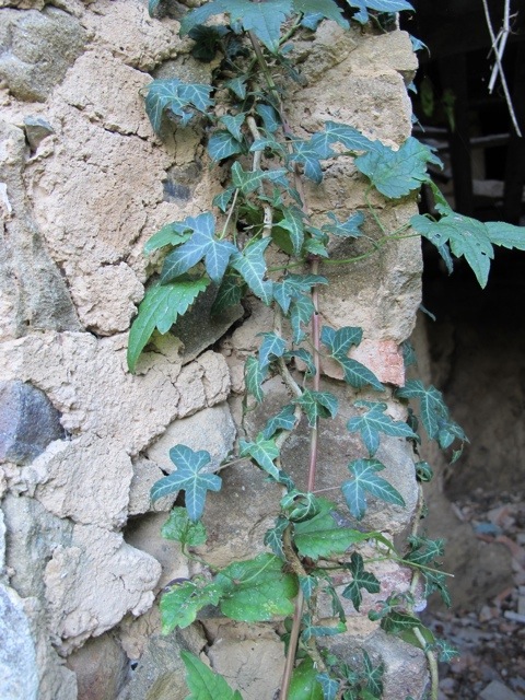 Bugnano abandoned village in Bagni di Lucca 20121020-102338.jpg