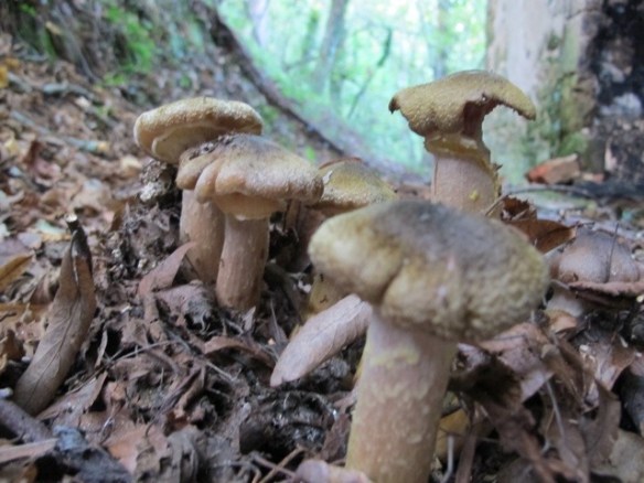 Bugnano abandoned village in Bagni di Lucca 20121020-102530.jpg