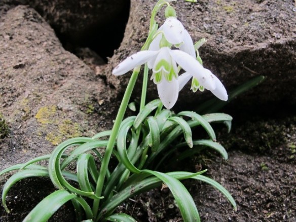 Bagni di Lucca 20121217-095713.jpg