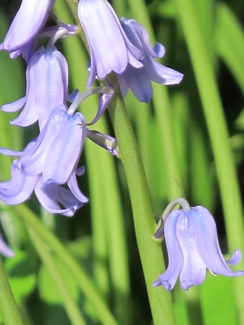 Bagni di Lucca 20121217-100315.jpg