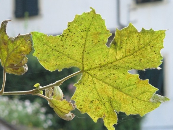 Bagni di Lucca 20121217-104133.jpg
