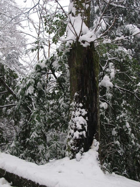 snow in Bagni di Lucca 20130211-061823.jpg