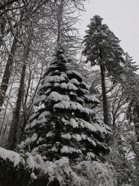 snow in Bagni di Lucca 20130211-062557.jpg