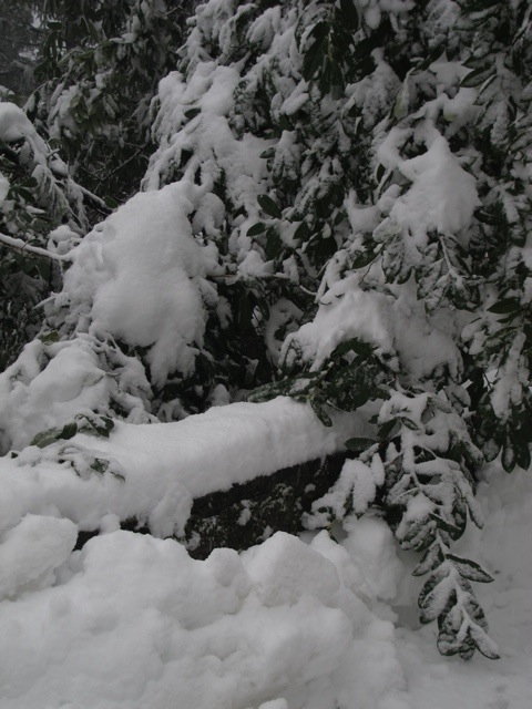 snow in Bagni di Lucca 20130211-062800.jpg