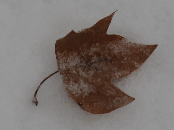 snow in Bagni di Lucca 20130211-063040.jpg
