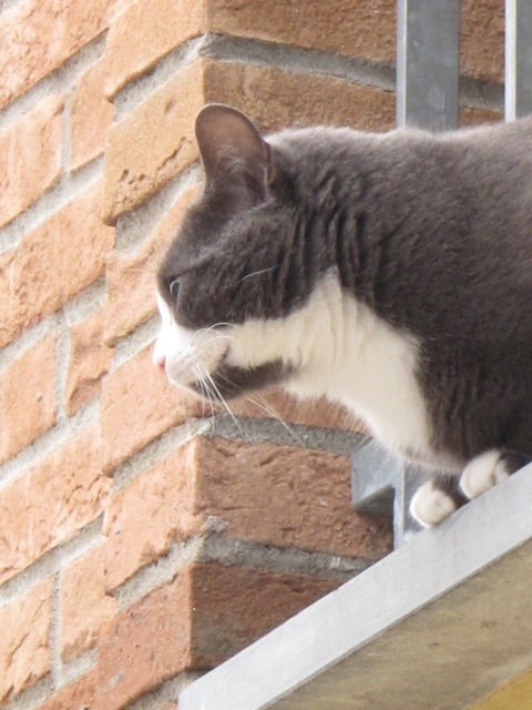 Fornoli cat 20140117-124530.jpg