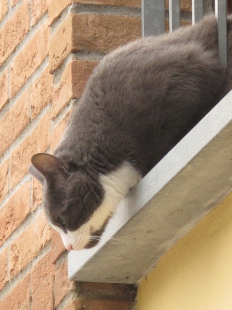 Fornoli cat 20140117-124548.jpg