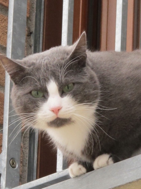 Fornoli cat 20140117-124612.jpg