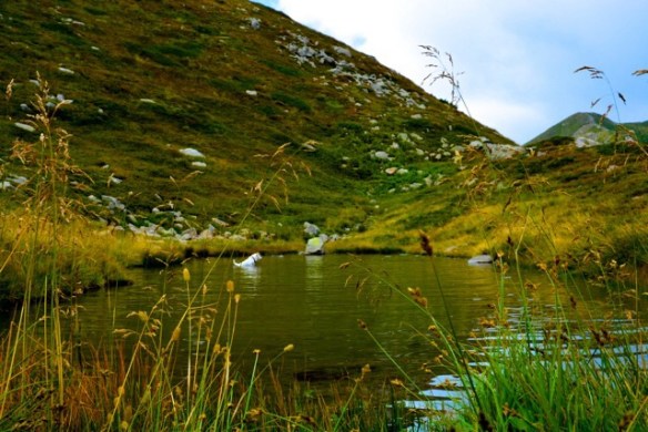Guide number 3, Rino, cooling off in the lake