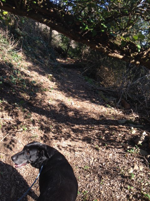 The mule track to Granaiola