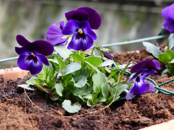 Ponte pansies