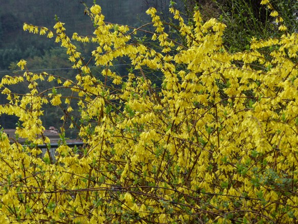 Forsythia
