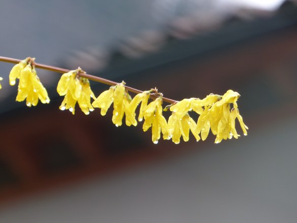 Forsythia
