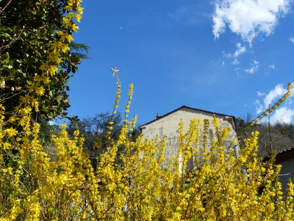 Forsythia