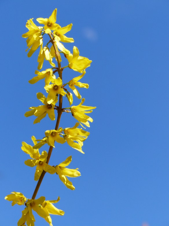 Forsythia