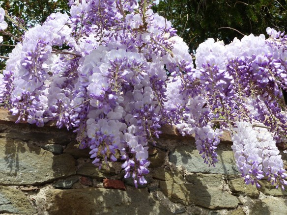 Wisteria