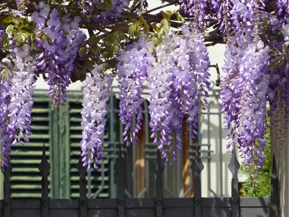 Wisteria