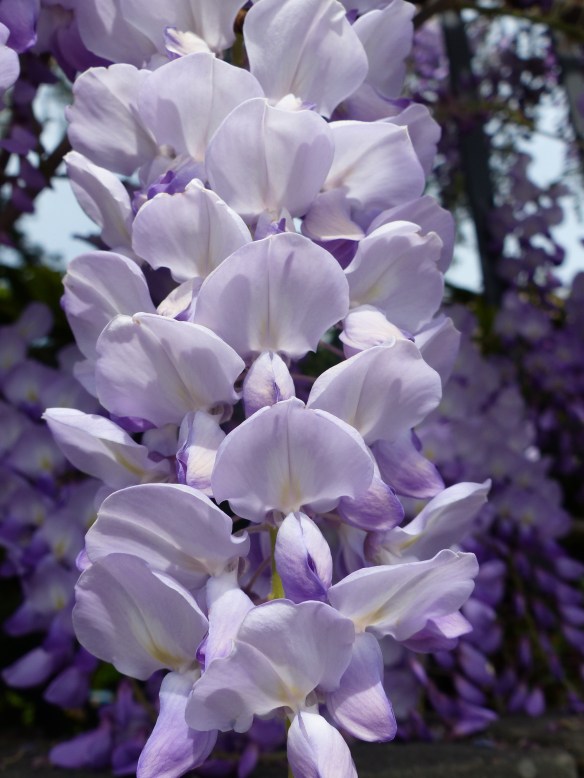 Wisteria