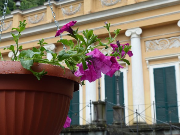 Ponte a Serraglio flowers