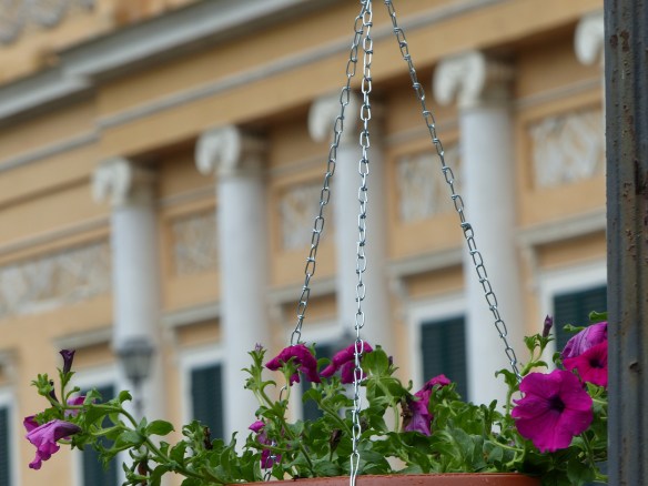 Ponte a Serraglio flowers