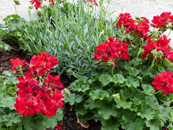 Ponte a Serraglio flowers