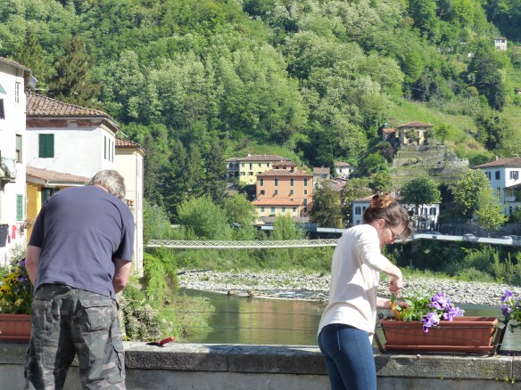 pansies on the bridge