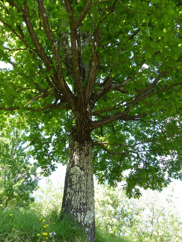 walk to Ponte a Serraglio