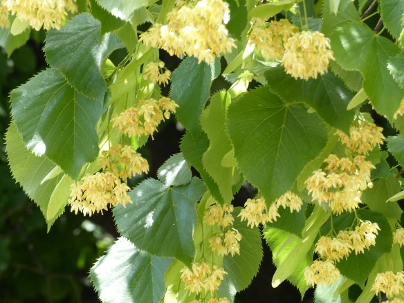 Bagni di Lucca flowers
