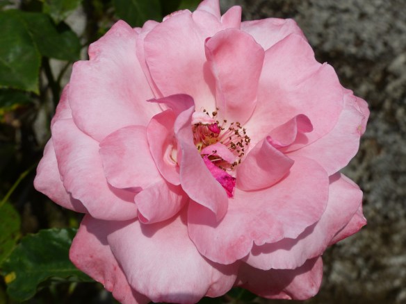 Bagni di Lucca flowers