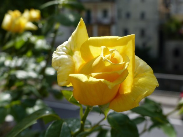 Bagni di Lucca flowers