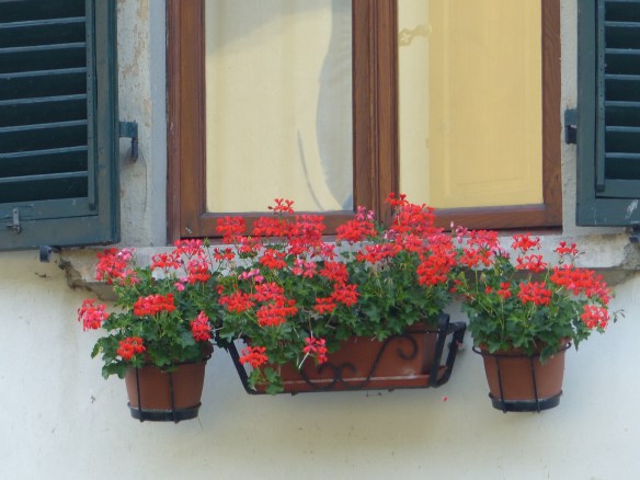 Bagni di Lucca flowers