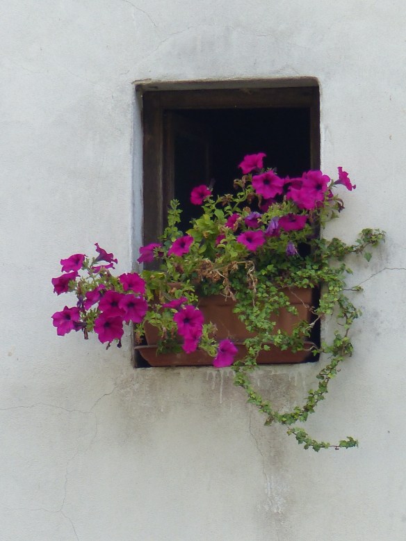 Bagni di Lucca flowers