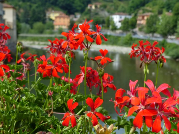 Bagni di Lucca flowers