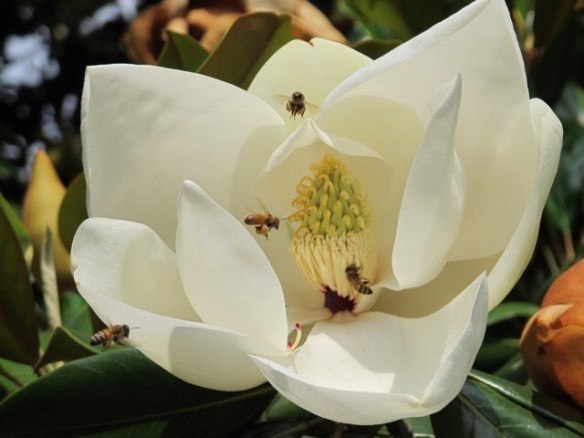 Bagni di Lucca flowers 