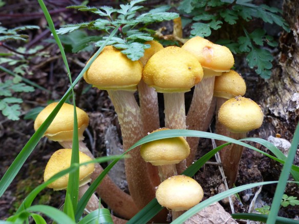 Yellow mushrooms