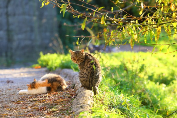 autumn in San Cassiano