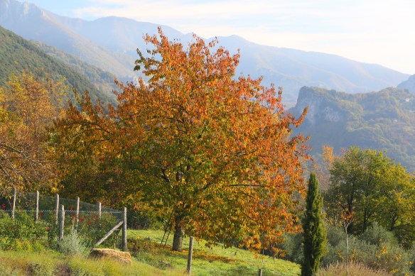 autumn in San Cassiano
