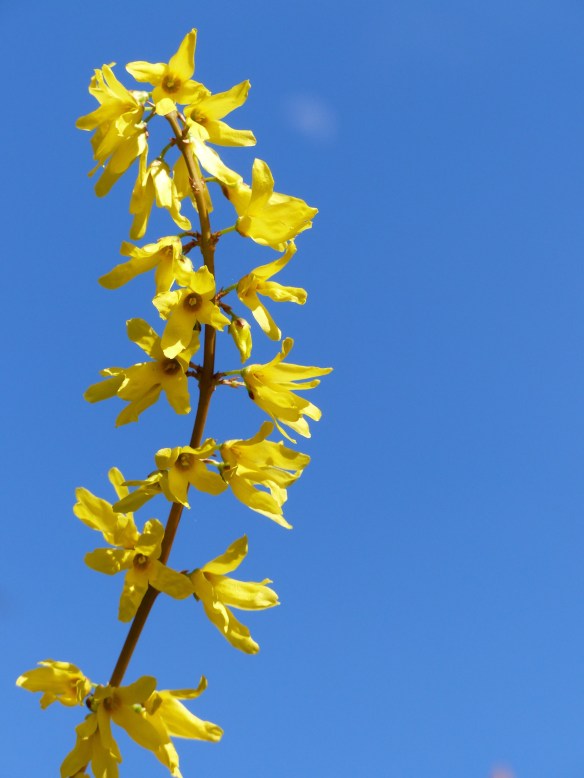 Forsythia in Bagni di Lucca