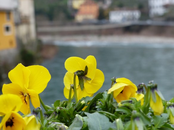 Ponte pansies