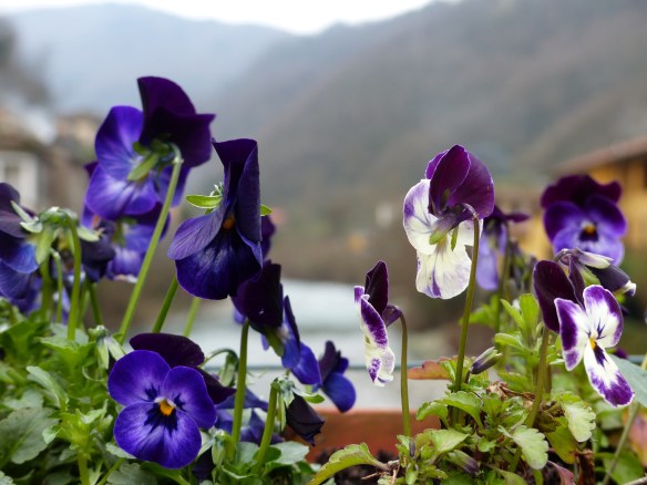 Ponte pansies