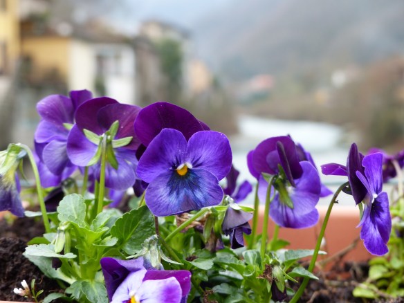 Ponte pansies