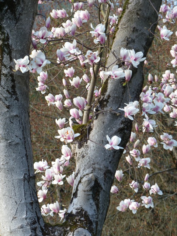 magnolias Villa Fiori